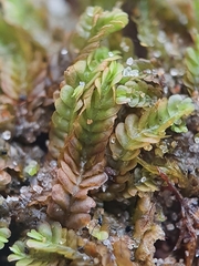 Saccogyna viticulosa