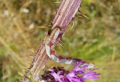 Eupithecia centaureata