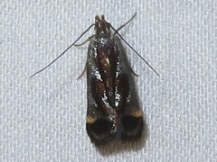 Dichomeris ochripalpella