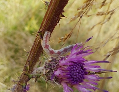 Eupithecia centaureata