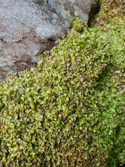 Saccogyna viticulosa