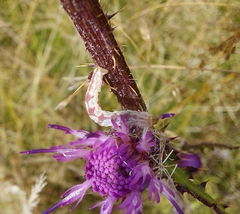 Eupithecia centaureata