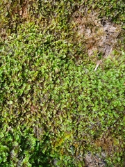 Saccogyna viticulosa