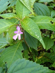 Impatiens exilis