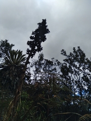 Puya bicolor