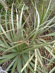 Puya bicolor