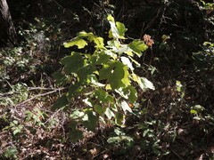 Acer opalus obtusatum