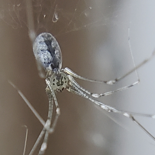 Pholcus crypticolens photo 4