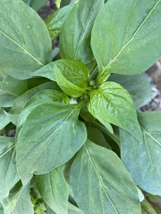 Capsicum annuum annuum