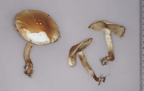 Pholiota mixta image