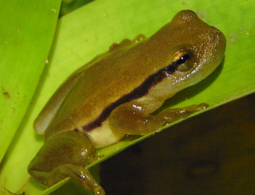 Brazilian Heart-Tongued Frog