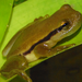 Brazilian Heart-tongued Frog - Photo (c) 
Dias, I. R., G. Novaes-e-Fagundes, A. Mollo, Neto, J. Zina, C. Garcia, R. S. Recoder, F. D. Vechio, M. T. Rodrigues, and M. Solé, some rights reserved (CC BY)