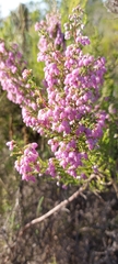 Erica hirtiflora