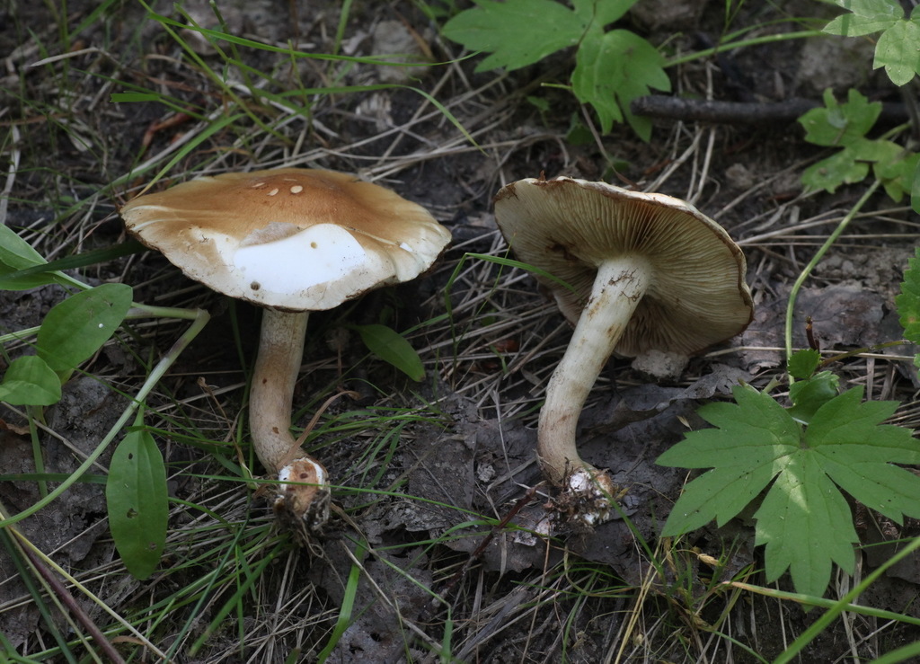 Pholiota mixta