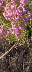 Erica hirtiflora