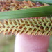 Carex nebrascensis - Photo (c) Matt Lavin, algunos derechos reservados (CC BY-SA)