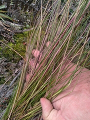 Calamagrostis effusa