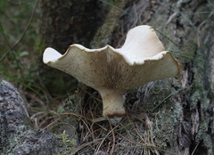 Neolentinus degener