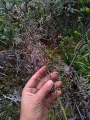 Calamagrostis effusa