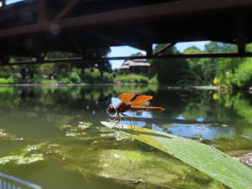 Eastern Amberwing photographed in Wisconsin