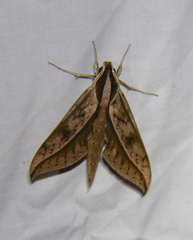 Xylophanes acrus