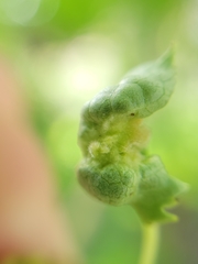 Phyllocoptes didelphis