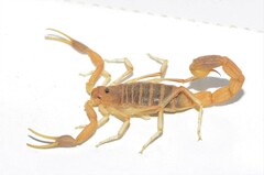 Uroplectes gracilior