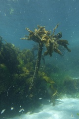 Saccorhiza polyschides