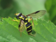 Xanthogramma pedissequum