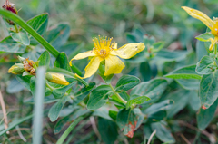 Hypericum richeri burseri