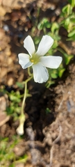 Oxalis lanata