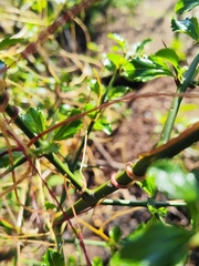 Cuscuta chilensis