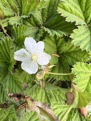 Rubus lasiococcus