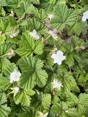 Rubus lasiococcus