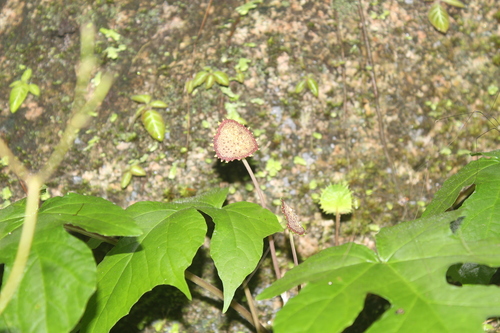 Dorstenia drakena (Dorstenia drakena)
