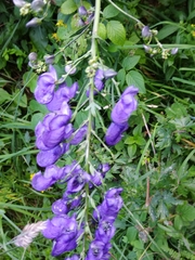 Aconitum variegatum