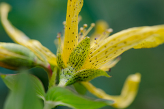 Hypericum richeri burseri