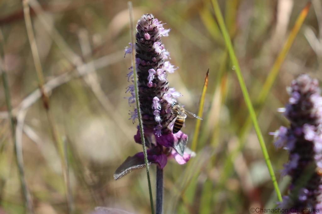 Platostoma cochinchinense