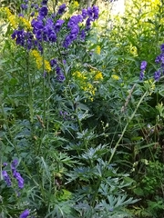 Aconitum variegatum