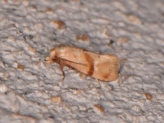 Cochylis caulocatax