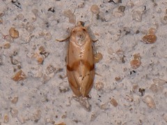 Cochylis caulocatax