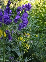 Aconitum variegatum