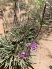 Penstemon ophianthus