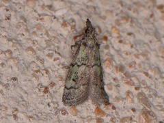 Cacotherapia flexilinealis