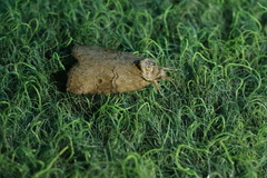 Nycteola asiatica