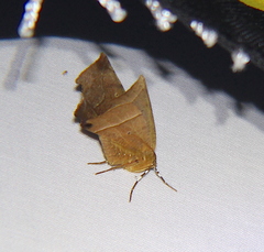 Phyllodonta