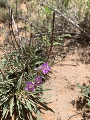 Penstemon ophianthus
