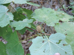 Acer opalus obtusatum