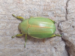 Chrysina laniventris