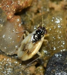 Halosalda halophila